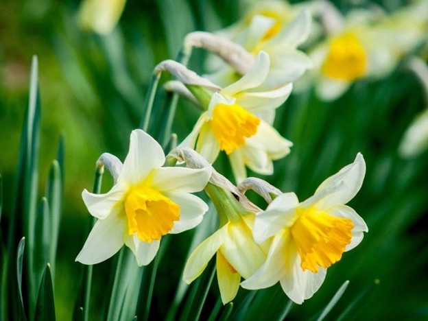 Narcissus - The daffodil