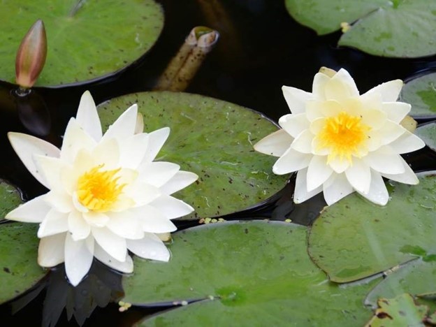 Nymphaea - Water lily